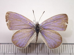 Celastrina argiolus ladonides