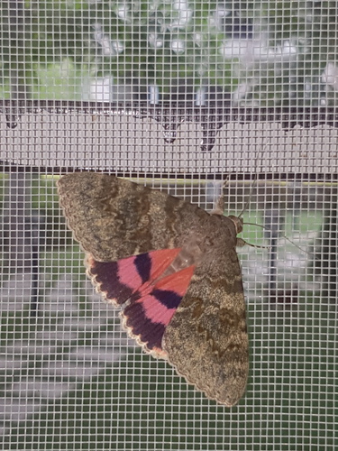 Catocala deducta Eversmann, 1843