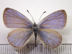 Celastrina argiolus ladonides