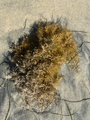 Sargassum palmeri