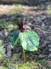 Trillium kurabayashii