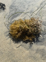 Sargassum palmeri