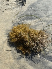 Sargassum palmeri