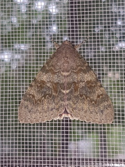Catocala deducta