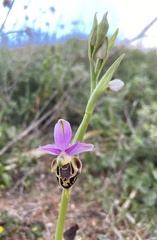 Ophrys heldreichii
