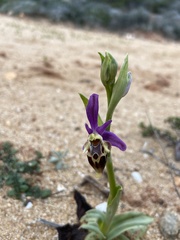Ophrys heldreichii