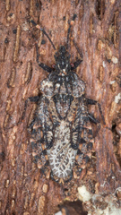 Aradus ribauti