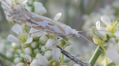 Ypsolopha maculatella
