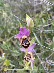 Ophrys heldreichii