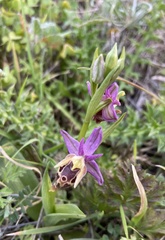 Ophrys heldreichii