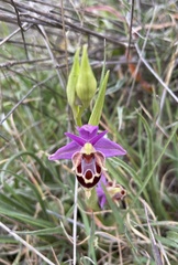 Ophrys heldreichii