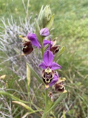 Ophrys heldreichii