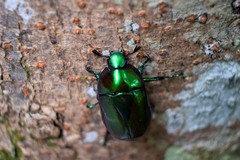 Coleoptera