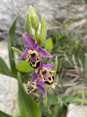 Ophrys heldreichii