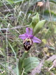 Ophrys heldreichii