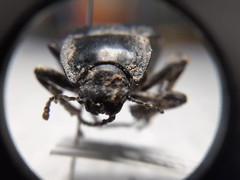 Stenomorpha obliterata