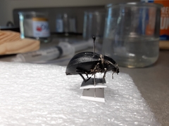 Stenomorpha obliterata