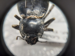 Stenomorpha obliterata