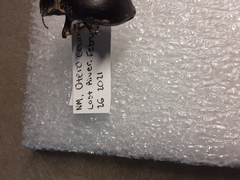 Stenomorpha obliterata