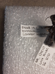 Stenomorpha obliterata