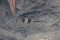 Striuntius lateristriga