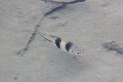 Striuntius lateristriga