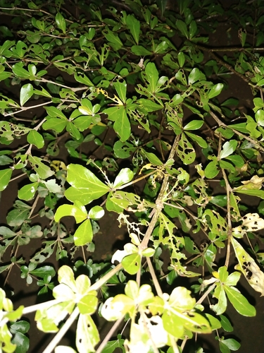 Terminalia neotaliala