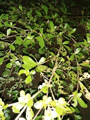 Terminalia neotaliala