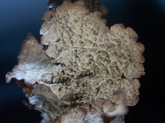 Platismatia norvegica