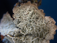 Platismatia norvegica
