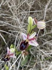 Ophrys ferrum-equinum