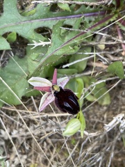 Ophrys ferrum-equinum
