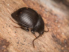 Accanthopus