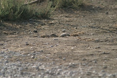 Spermophilus xanthoprymnus