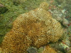 Palythoa tuberculosa image