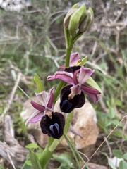 Ophrys ferrum-equinum