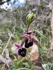 Ophrys ferrum-equinum