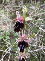 Ophrys ferrum-equinum