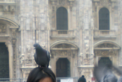 Columba livia domestica