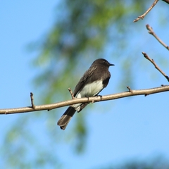Sayornis nigricans