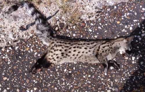Genetta felina