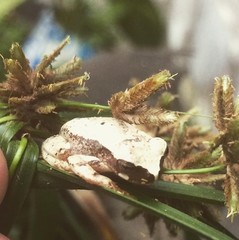 Dendropsophus werneri