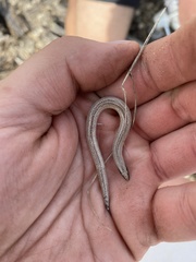Plestiodon reynoldsi