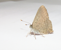 Paralucia pyrodiscus