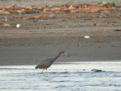 Egretta caerulea