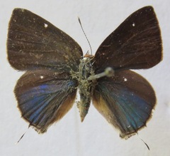 Tmolus echion echiolus