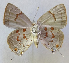 Tmolus echion echiolus