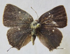 Tmolus echion echiolus