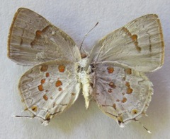 Tmolus echion echiolus