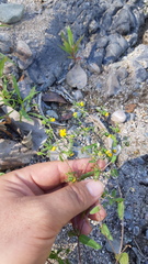 Sigesbeckia agrestis